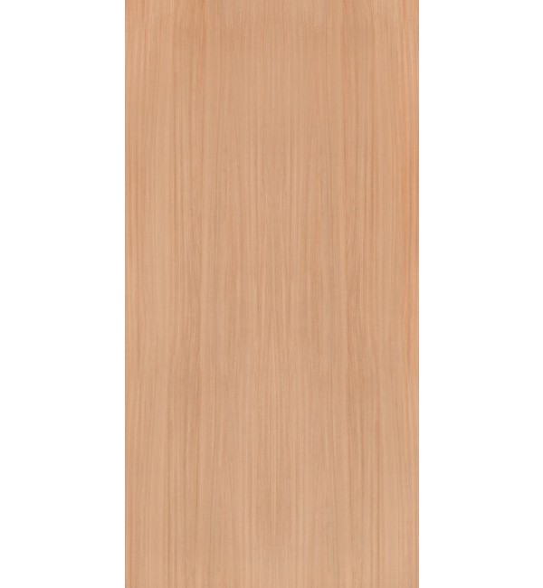 European White Elm