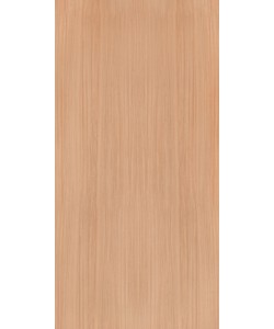 European White Elm